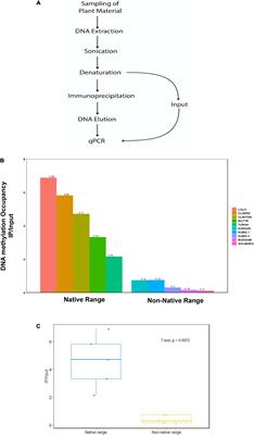 DNA Methylation of ABC Transporters Differs in Native and Non-native Populations of Conyza canadensis L.